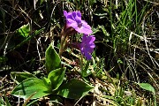 36 Primula di Lombardia (Primula glaucescens)